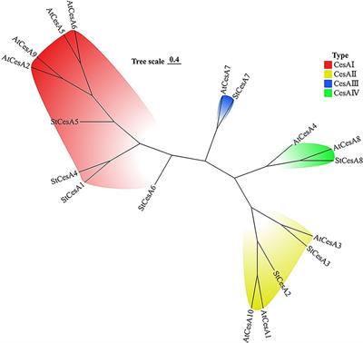 Genome-wide identification and expression analysis of the cellulose synthase gene family in potato (Solanum tuberosum L.)